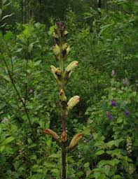 Attēlu rezultāti vaicājumam “Pedicularis sceptrum-carolinum”