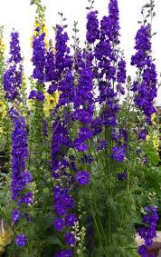 Image result for Consolida ajacis oder Consolida regalis