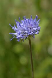 Attēlu rezultāti vaicājumam “Jasione montana”