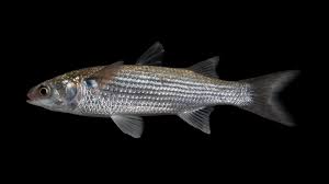 Image result for Mugil curema