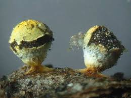 Attēlu rezultāti vaicājumam “Craterium aureum spores”