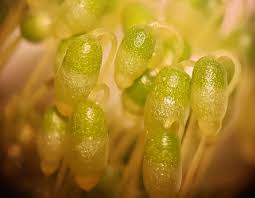Attēlu rezultāti vaicājumam “Bryum funkii macro”