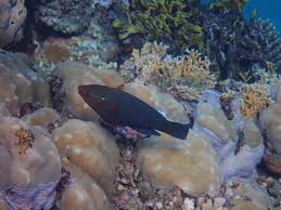 Image result for Scarus niger