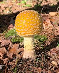 Attēlu rezultāti vaicājumam “Brefeldia maxima macro”