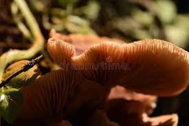 Attēlu rezultāti vaicājumam “Collybia acervata”