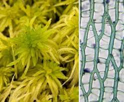 Attēlu rezultāti vaicājumam “Sphagnum fimbriatum”