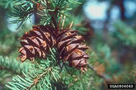 Attēlu rezultāti vaicājumam “Pseudotsuga menziesii fruit”