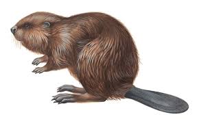 Image result for Castor fiber