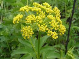 Image result for Pastinaca sativa