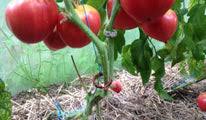 Afbeeldingsresultaat voor butter and bull heart tomato