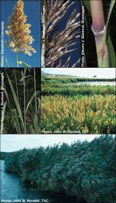 Attēlu rezultāti vaicājumam “Phragmites communis”