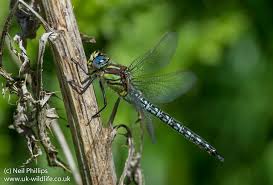 Attēlu rezultāti vaicājumam “Brachytron pratense”