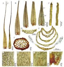 Attēlu rezultāti vaicājumam “Dicranum viride”