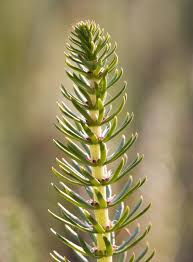 Attēlu rezultāti vaicājumam “Hippuridaceae”