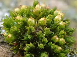 Attēlu rezultāti vaicājumam “Orthotrichum patens sporophyte”