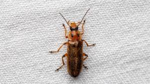 Attēlu rezultāti vaicājumam “Melandryidae”