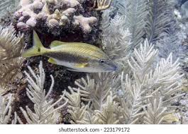 Image result for Haemulon carbonarium