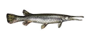 Image result for Atractosteus spatula