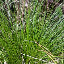 Attēlu rezultāti vaicājumam “Carex x bakkeriana”