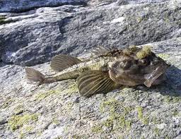 Image result for Myoxocephalus octodecemspinosus