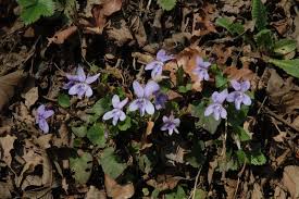 Attēlu rezultāti vaicājumam “Viola epipsila”