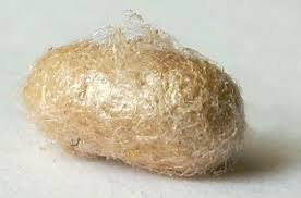 Attēlu rezultāti vaicājumam “Diprionidae cocoon”