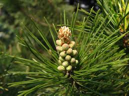 Attēlu rezultāti vaicājumam “Pinus mugo male flower”