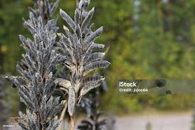 Attēlu rezultāti vaicājumam “Lupinus polyphyllus fruit”