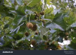Attēlu rezultāti vaicājumam “Platanus x hispanica (syn. Platanus x acerifolia)”
