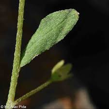 Attēlu rezultāti vaicājumam “Myosotis laxa subsp. baltica”