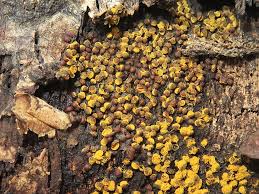 Attēlu rezultāti vaicājumam “Perichaena corticalis spores”