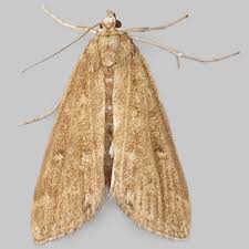 Attēlu rezultāti vaicājumam “Parapoynx stratiotata”