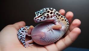 Image result for gravidity leopard gecko