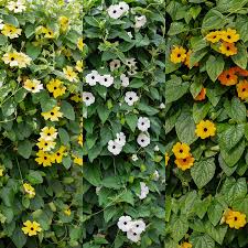 Image result for schwarzäugige Susanne