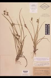 Attēlu rezultāti vaicājumam “Juncaceae”