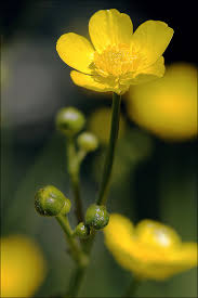 Attēlu rezultāti vaicājumam “Ranunculus acris flower”
