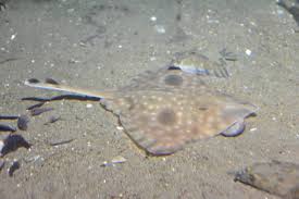 Image result for Raja polystigma