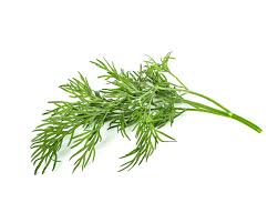 Image result for Dill