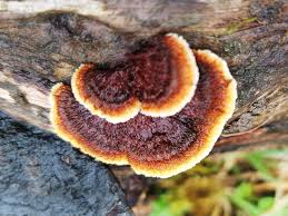 Attēlu rezultāti vaicājumam “Gloeophyllum trabeum”