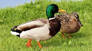 Attēlu rezultāti vaicājumam “Anseriformes”