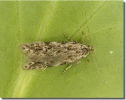 Attēlu rezultāti vaicājumam “Carpatolechia proximella”