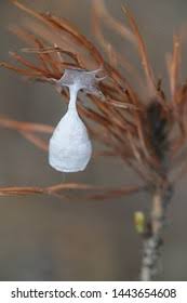 Attēlu rezultāti vaicājumam “Agroeca brunnea”