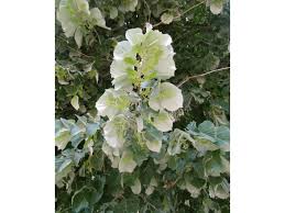 Attēlu rezultāti vaicājumam “Tilia tomentosa flower”