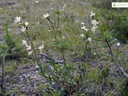Attēlu rezultāti vaicājumam “Silene tatarica”