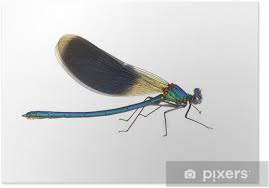 Attēlu rezultāti vaicājumam “Calopteryx splendens”