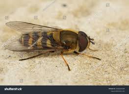 Attēlu rezultāti vaicājumam “Syrphus torvus”