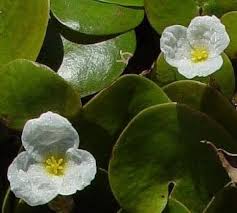 Attēlu rezultāti vaicājumam “Hydrocharis morsus-ranae fruit”