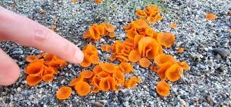 Attēlu rezultāti vaicājumam “Aleuria aurantia”