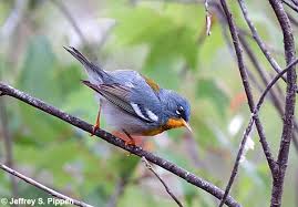 Image result for Parula americana