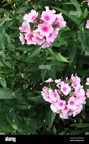 Image result for Phlox paniculata `Bright Eyes`